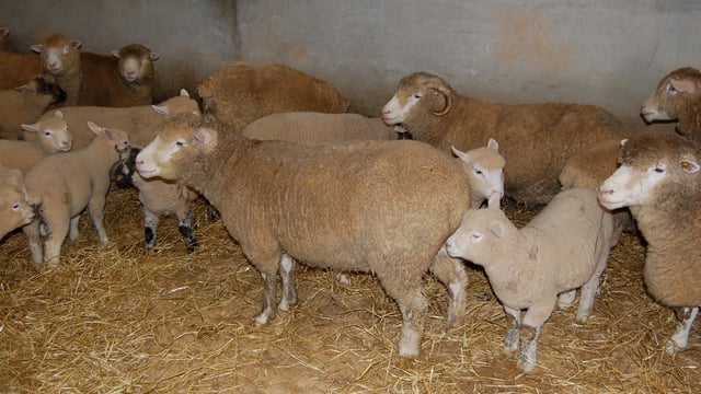 Body condition determines ewe feeding programmes