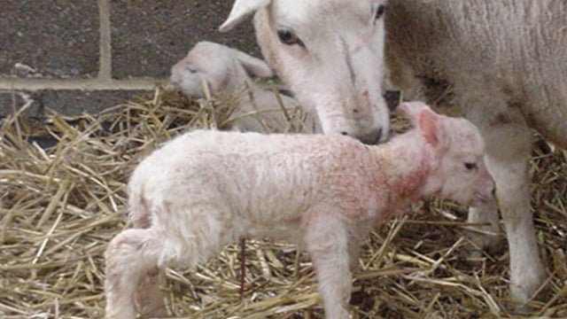 Lamb losses up 14% in Northern Ireland