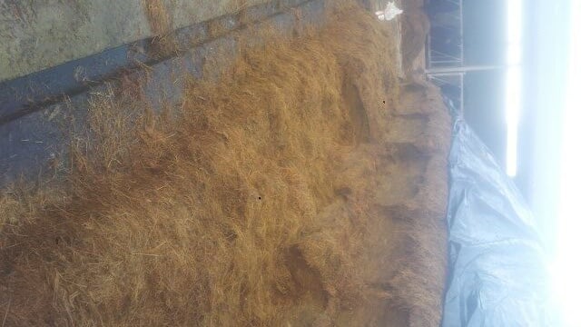 Silage pits open across the country