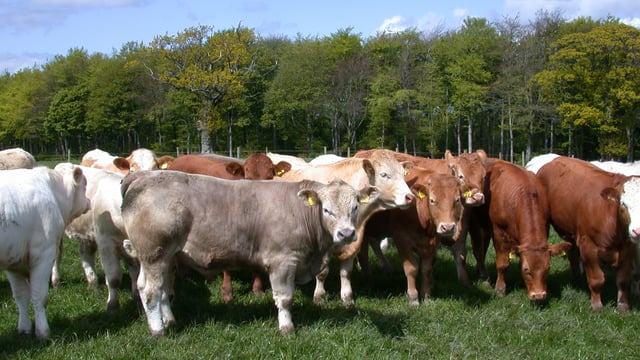 Export update: 112% jump in Irish weanling shipments