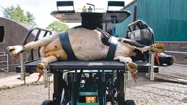 Rollover cows: Hoof crate innovation proving a big hit!
