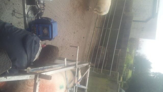 Sheep scanning results confirm high pregnancy rates