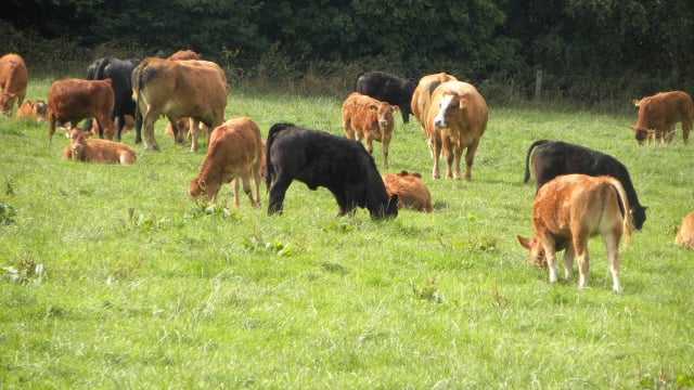 Comment: EID for cattle – the debate is on