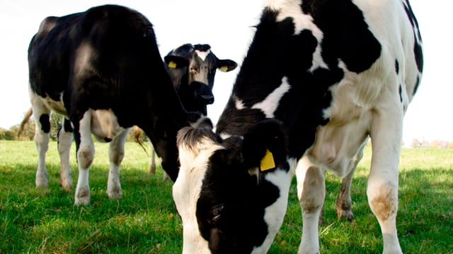 Dairygold announces measures to support its milk suppliers