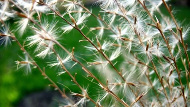 'Grass as the new biofuel'