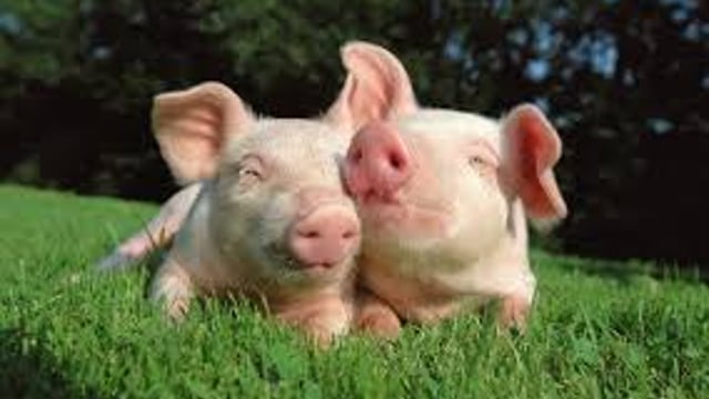 Better international demand may improve pig prices