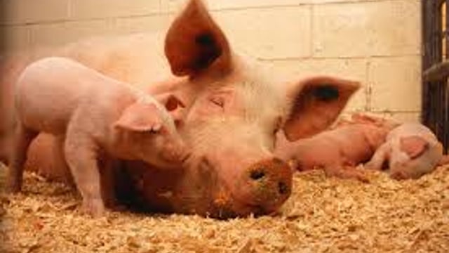 Emergency pigmeat meetings under way tonight as prices fall