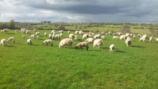 Big UK multiples see big drop in lamb sales