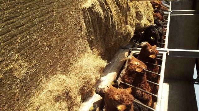 Fodder crisis cost Irish farming €500m, Teagasc