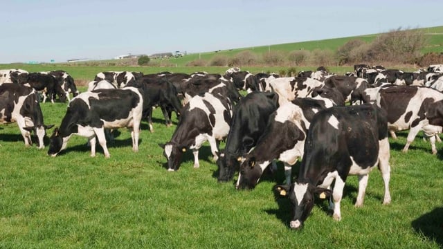 What will sexed semen mean at farm level?