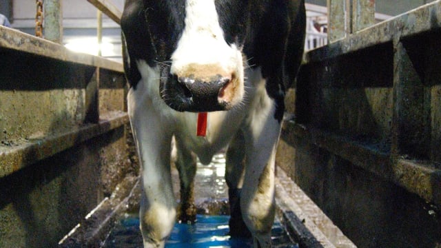 'Focus on feed rate not yield per cow'