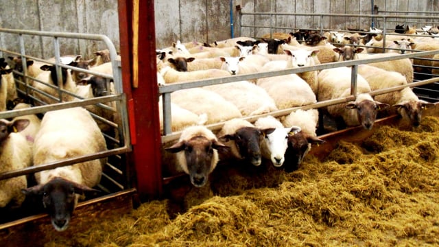 Sheep farmers 'at mercy of factories' on carcass trim, weights and grading
