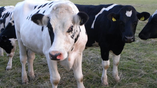 Latest thinking on IBR vaccination programmes