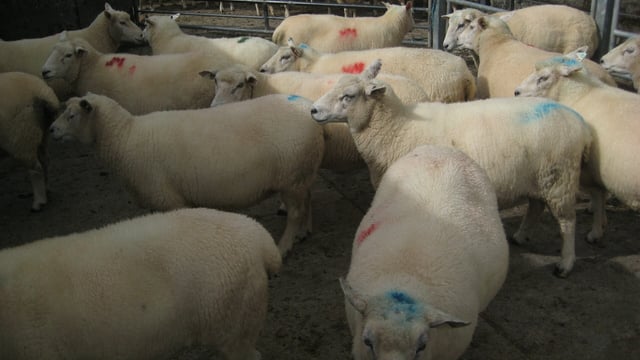 Breeders in LambPlus break 500 mark