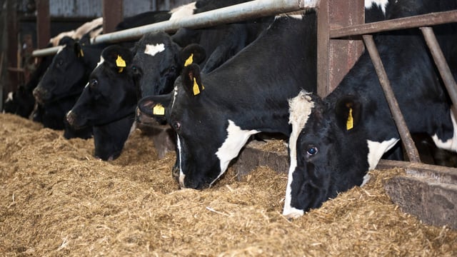 Controlling parasites in cattle during winter