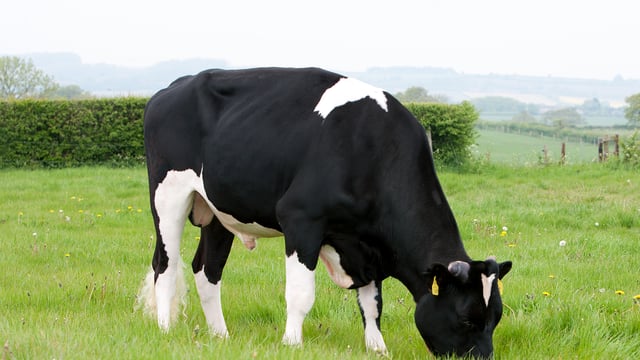 'Dairy farmers could gain €60 per cow using sexed semen'