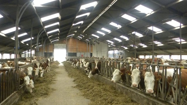 Irish innovations key on Dutch dairy farm
