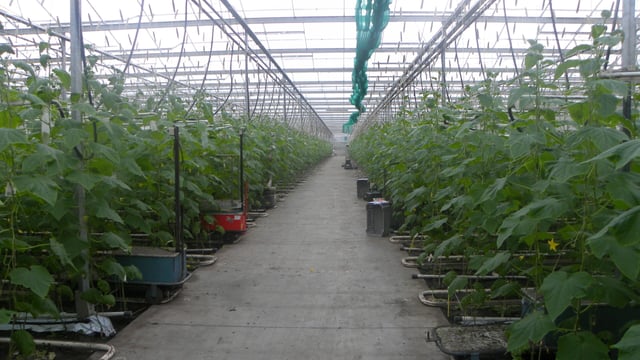 Soil comes first for Dutch greenhouse grower
