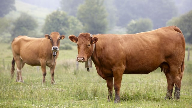 'Rapeseed-based animal feed cuts greenhouse gases by up to 13 per cent'