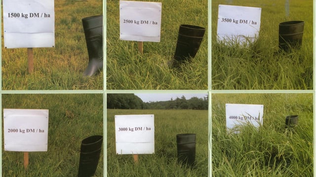 It’s time to get serious about grass