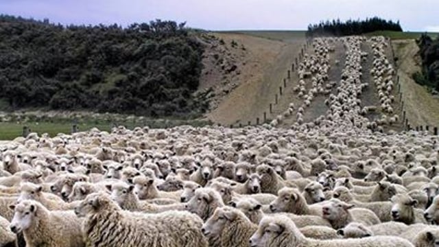 Sheep and cheerful: Call out for 6,000 Irish sheep