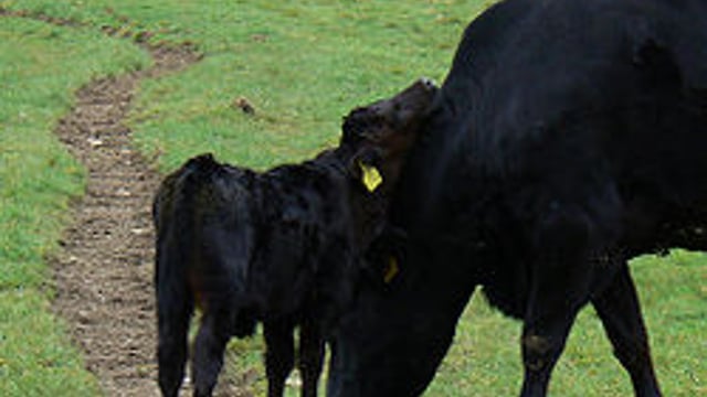 Moves to ensure survival of Kerry Cattle