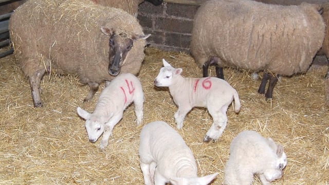 Genetics research to improve ewe longevity