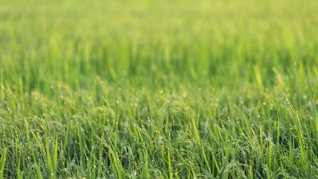 Spring vs Autumn reseeding – What works best?