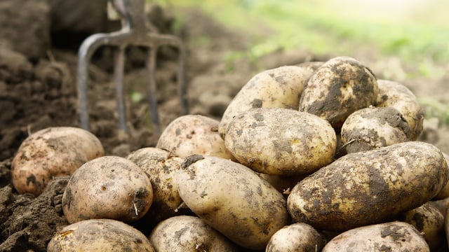 Irish potatoes to get €1 million promotion boost