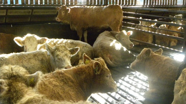 Beef price differentials “deeply disturbing” -ICMSA