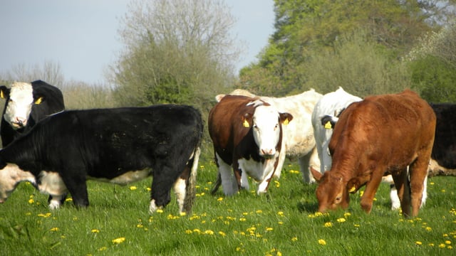 Reducing exposure to liver and rumen fluke