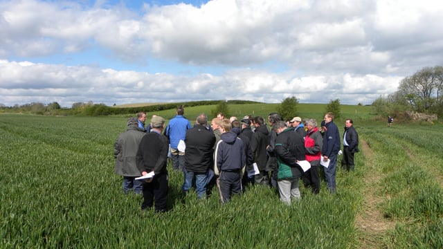 Septoria resistance threatens viability of winter wheat crops