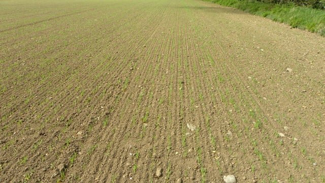 'Well sown is half grown for malting barley crops'