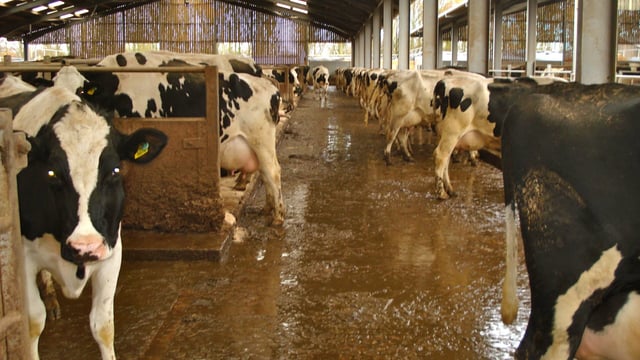 'Johne's eradication will take a long time, but control programme is a must'