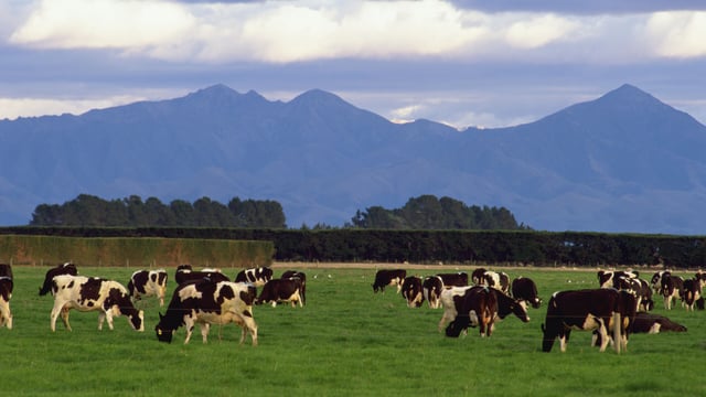 New Zealand farmers not hitting the 'panic button' yet