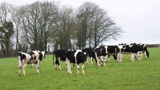 Some dairy losses are really hard to take