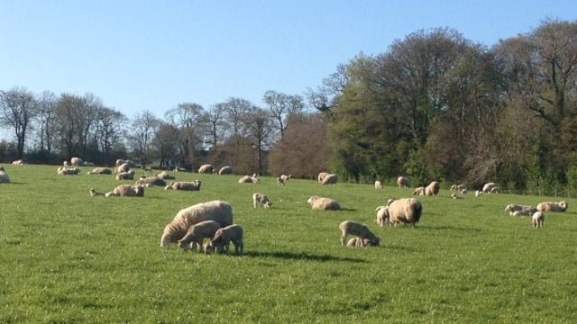 Mixed retail performance for Northern lamb