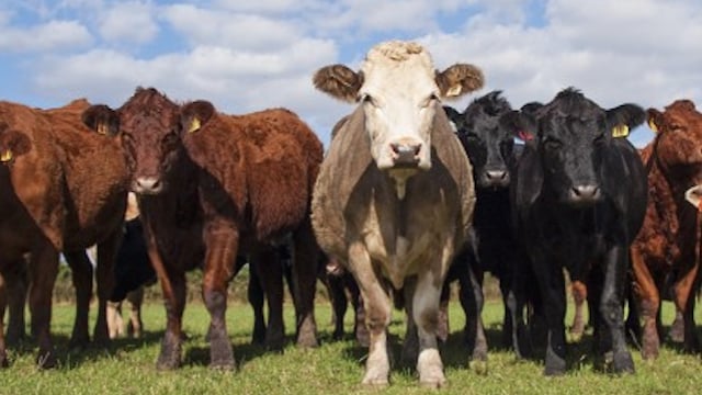 Meat factories categorically deny they are subverting free trade
