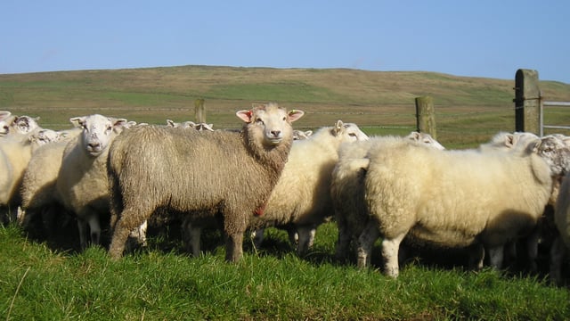 Wool prices could be on the slide