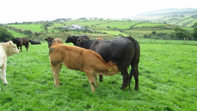 Sustainable Breeding Summit: Improving suckler cow efficiency