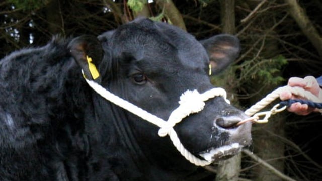 40 Angus bulls and heifers to go under the hammer at Gigginstown sale