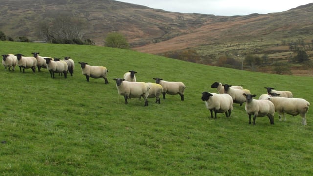 Coveney denies restrictions exist on sheep trade