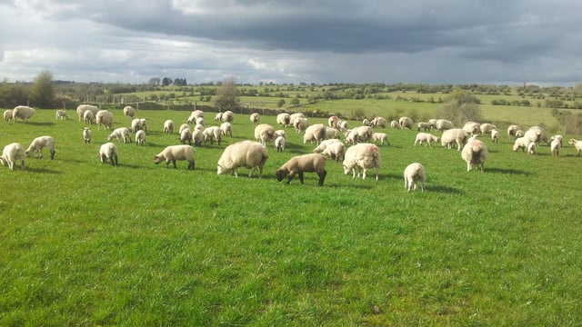 Sheep meat imports into the EU down