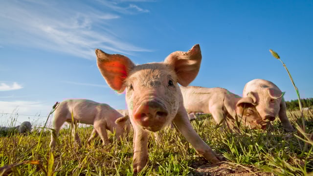 Maintaining growth in pigs weaned from large litters
