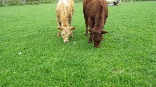 Northern Minister's focus on beef crisis welcomed