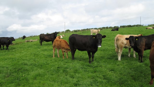 Is Irish beef regarded as 'filler' by UK supermarkets?