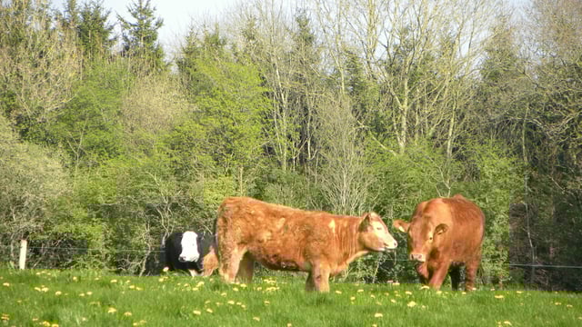 Beef Plan suggests pricing models to 'protect survivability of producers'