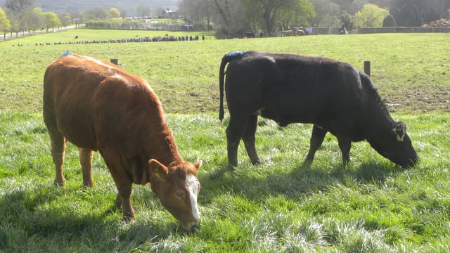 Farmers provide excellent care for their animals- Downey