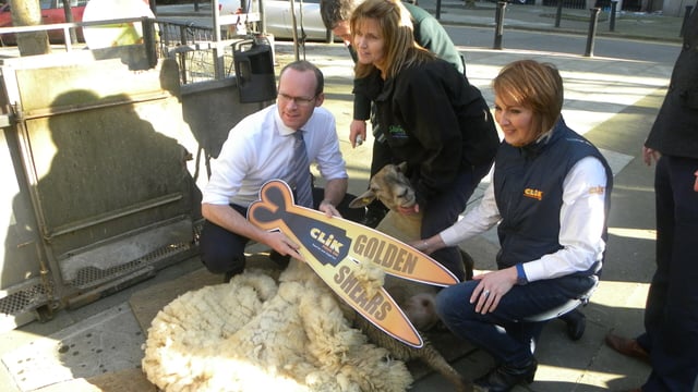 14 days and counting to World Sheep Shearing championships