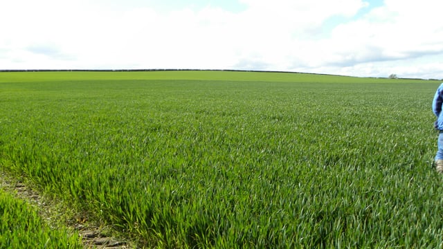 Winter cereal crops showing good promise – Teagasc